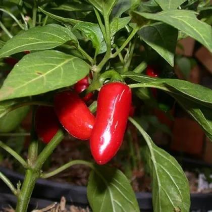 Chilli Jalapeno - Capsicum annuum - prodej semen - 6 ks