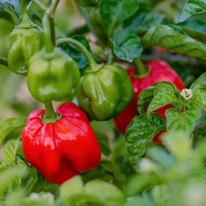 Chilli Scotch Bonnet červené - Capsicum chinense - prodej semen - 6 ks