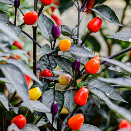 Chilli Bolívijská duha - Capsicum annuum - prodej semen - 6 ks