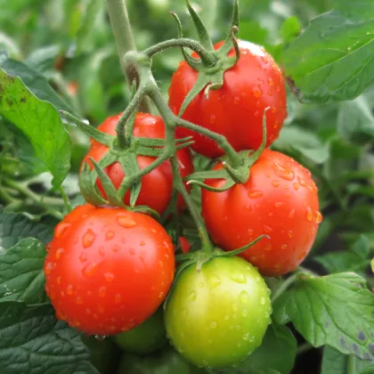 Rajče Rentita - Solanum lycopersicum - prodej semen - 15 ks