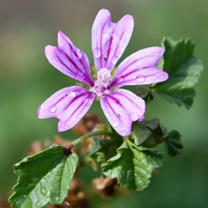 Sléz lesní - Malva sylvestris - prodej semen - 10 ks