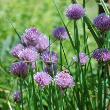 Pažitka pobřežní Staro - Allium schoenoprasum - prodej semen - 40 ks