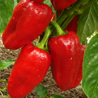 Paprika Bendigo F1 - Capsicum annuum - prodej semen - 5 ks