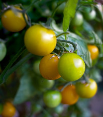 Rajče Goldkrone - Solanum lycopersicum- prodej semen - 10 ks