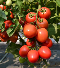 Rajče Obří Hrozny - Solanum lycopersicum - prodej semen - 7 ks