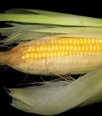 Kukuřice Luminox F1 - Zea mays - prodej semen - 20 ks