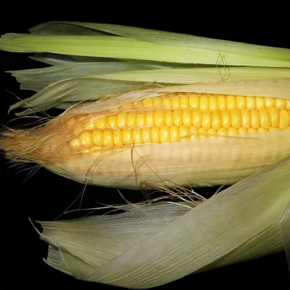 Kukuřice Luminox F1 - Zea mays - prodej semen - 20 ks