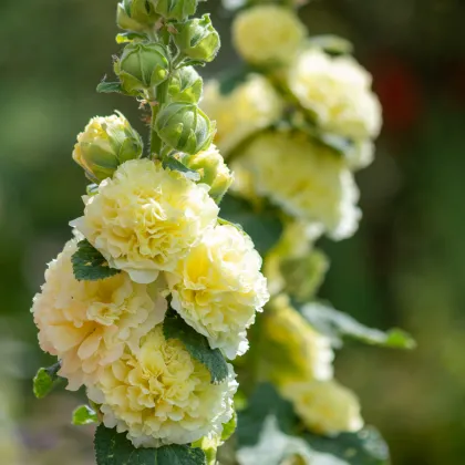 Topolovka Chaters žlutá - Alcea rosea - prodej semen - 12 ks