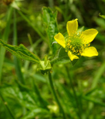 Kuklík městský - Geum urbanum - prodej semen - 50 ks