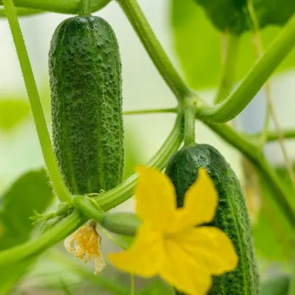 Okurka nakládačka Harriet F1 - Cucumis sativus - prodej semen - 20 ks