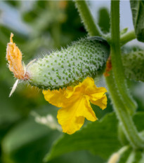 Okurka nakládačka Dafne F1 - Cucumis sativus - prodej semen - 20 ks