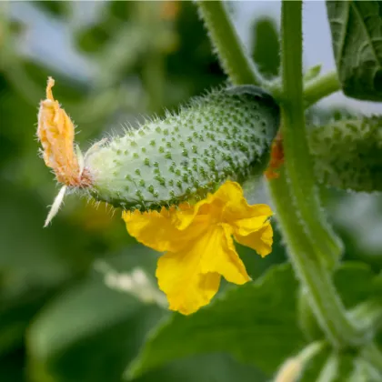 Okurka nakládačka Dafne F1 - Cucumis sativus - prodej semen - 20 ks