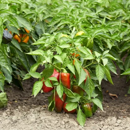 Paprika Bajka - Capsicum annuum - prodej semen - 20 ks