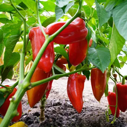 Paprika Meika - Capsicum annuum - prodej semen - 20 ks