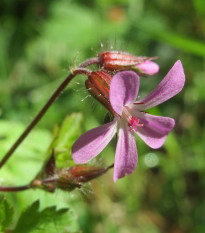 BIO Kakost smrdutý - Geranium robertianum - prodej bio semen - 10 ks