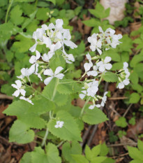 Měsíčnice roční bílá - Lunaria annua - prodej semen - 40 ks