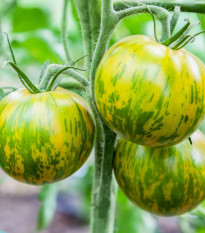 BIO Rajče Zelená zebra - Solanum lycopersicum - prodej bio semen - 6 ks