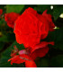 Begonie plnokvětá červená - Begonia superba - prodej cibulovin - 2 ks