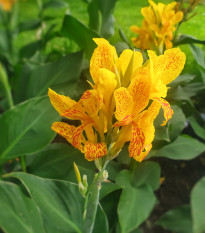 Dosna Yellow Humbert - Canna - prodej cibulovin - 1 ks