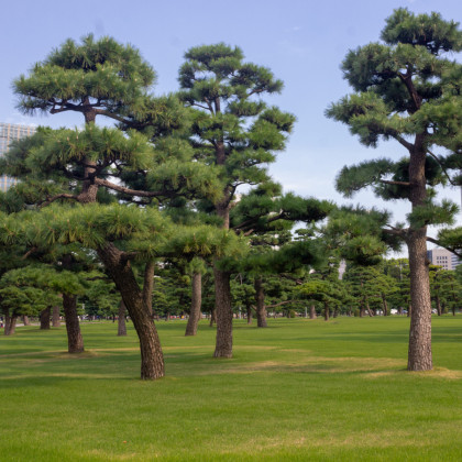 Borovice japonská černá - Pinus thunbergii - prodej semen - 5 ks