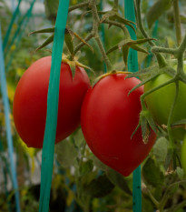 Rajče Big mama F1 - Solanum lycopersicum - prodej semen - 7 ks