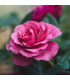 Růže velkokvětá pnoucí růžová - Rosa - prodej prostokořenných sazenic - 1 ks