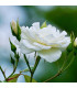 Růže velkokvětá pnoucí bílá - Rosa - prodej prostokořenných sazenic - 1 ks