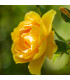 Růže velkokvětá žlutá - Rosa - prodej prostokořenných sazenic - 1 ks