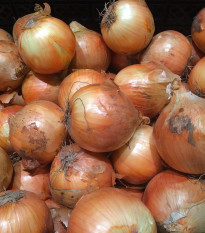 Cibule sazečka Sturon - Allium cepa - prodej cibulek - 100 g