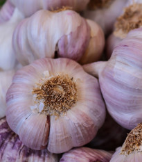 Sadbový česnek Sultop - Allium sativum - paličák - prodej cibulí česneku - 1 balení