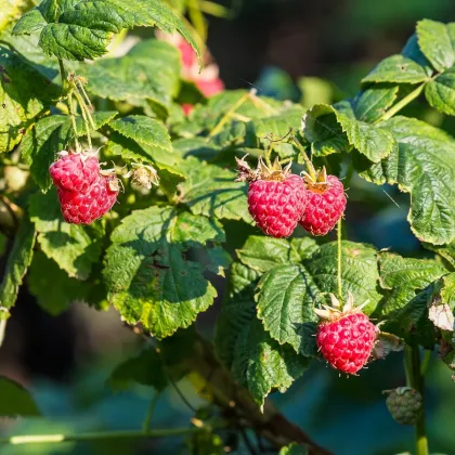 Maliník - Rubus idaeus - prodej prostokořenných sazenic - 2 ks