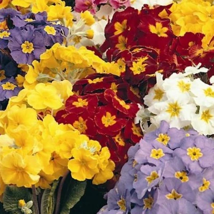 Prvosenka směs barev - Primula elatior - semena prvosenky - 80 ks