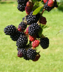 Ostružiník beztrnný černý - Rubus - prodej prostokořenných sazenic - 1 ks