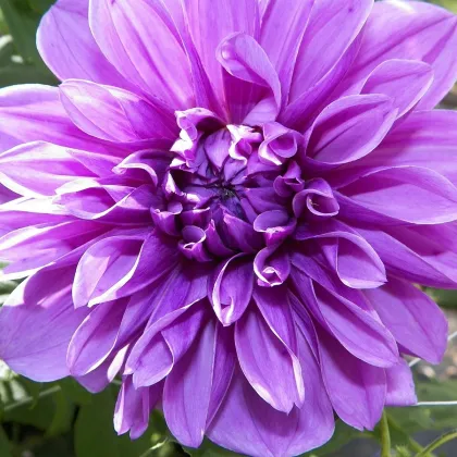 Jiřinka Lilac Time - Dahlia - prodej cibulovin - 1 ks