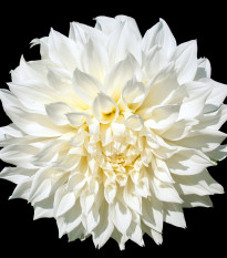 Jiřinka White Perfection - Dahlia - prodej cibulí jiřinek - 1 ks