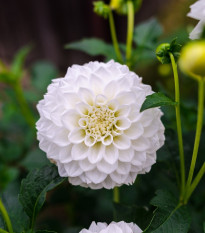 Jiřinka White Aster - Dahlia - prodej cibulovin - 1 ks