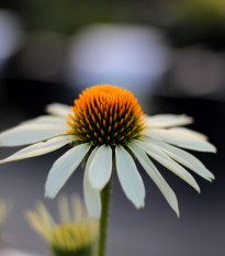 Třapatkovka White Swan - Echinacea purpurea - prodej prostokořenných sazenic - 1 ks