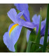 Kosatec holandský Sapphire Beauty - Iris hollandica - prodej cibulovin - 3 ks