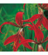 Sprekélie červená - Sprekelia formosissima - prodej cibulovin - 1 ks