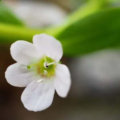 Bakopa Snowtopia - Bacopa sutera cordata - prodej semen - 7 ks