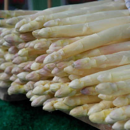 Chřest Thielim - Asparagus officinalis - prodej prostokořenných sazenic - 1 ks