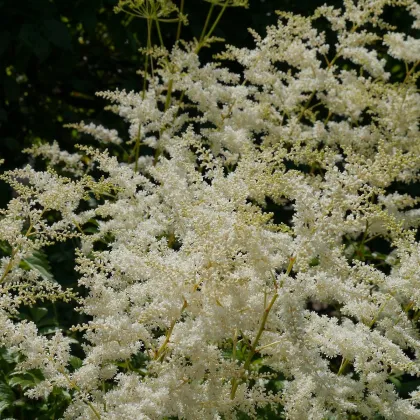 Čechrava japonská Deutschland - Astilbe japonica - prodej cibulovin - 1 ks