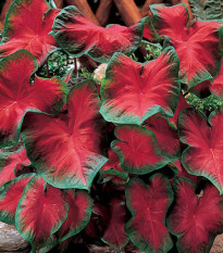 Kaládium Freida Hemple - Caladium bicolor - prodej cibulovin - 1 ks