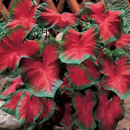 Kaládium Freida Hemple - Caladium bicolor - prodej cibulovin - 1 ks