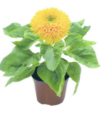 Slunečnice Teddy Bear - Helianthus annuus - prodej semen - 15 ks