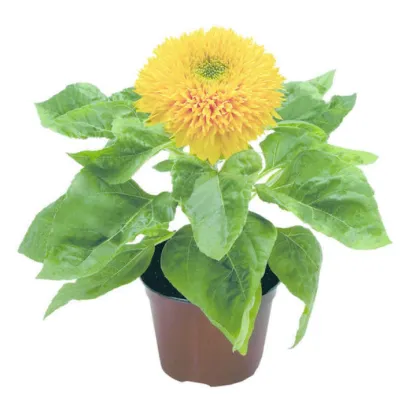 Slunečnice Teddy Bear - Helianthus annuus - prodej semen - 15 ks