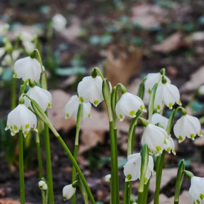 Bledule letní - Leucojum aestivum - prodej cibulovin - 2 ks