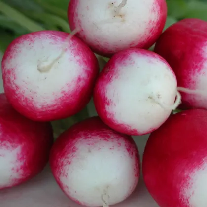 Ředkvička Poloneza - Raphanus sativus - prodej semen - 300 ks