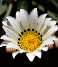 Gazánie Kiss White F1 - Gazania rigens - prodej semen - 12 ks