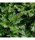 BIO Merlík všedobr - Chenopodium henricus - prodej bio semen - 150 ks
